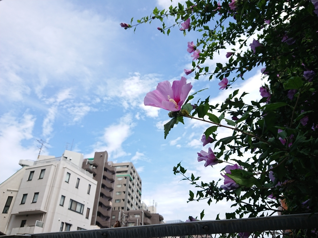 f:id:Haruaking:20170806232657j:plain