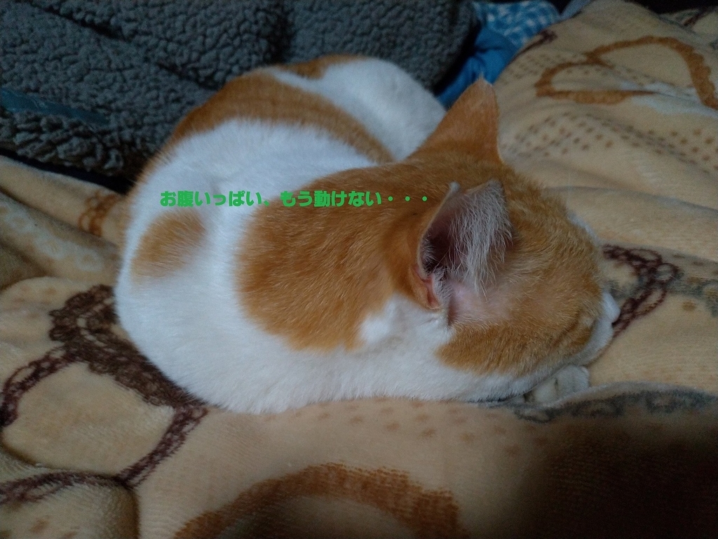 f:id:Harufuku:20190227132628j:plain
