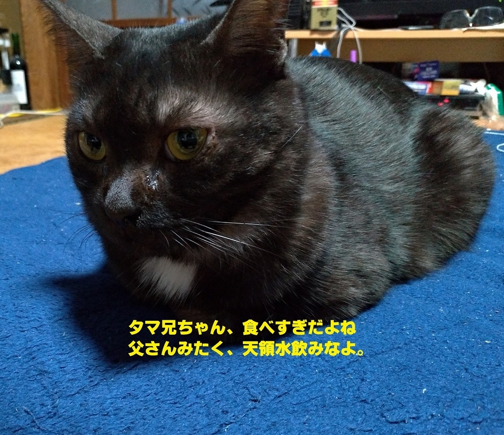 f:id:Harufuku:20190227132743j:plain