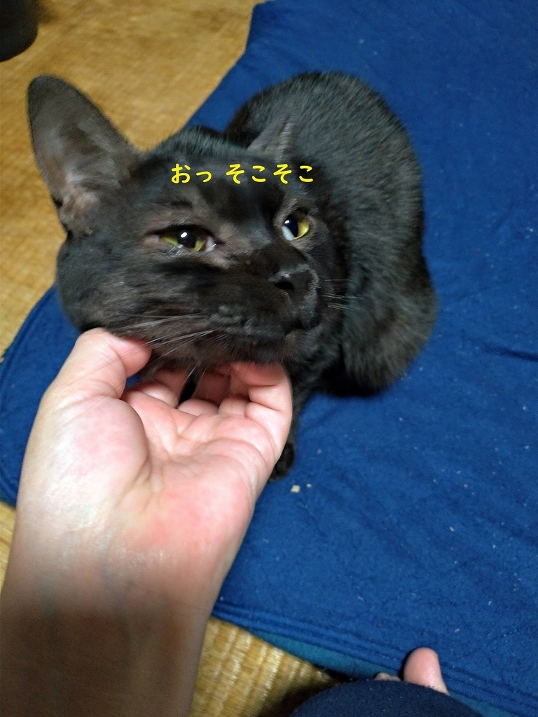 f:id:Harufuku:20190301105448j:plain