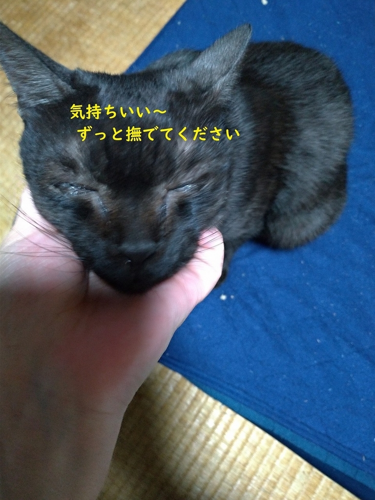 f:id:Harufuku:20190301105555j:plain
