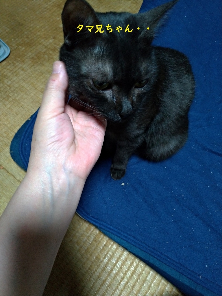 f:id:Harufuku:20190301105700j:plain