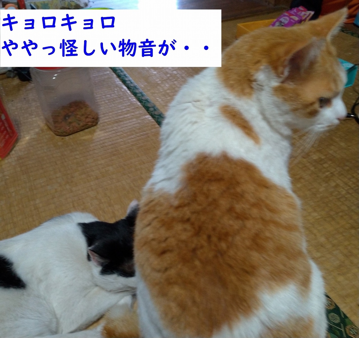f:id:Harufuku:20190403180455j:plain f:id:Harufuku:20190403180455j:plain
