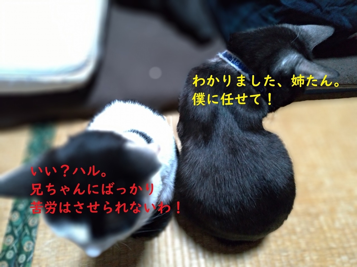 f:id:Harufuku:20190403180637j:plain f:id:Harufuku:20190403180637j:plain