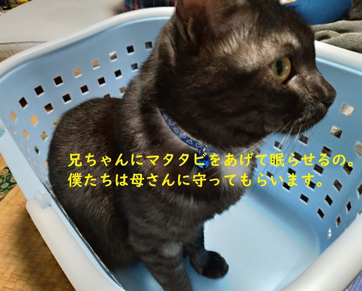 f:id:Harufuku:20190403181750j:plain f:id:Harufuku:20190403181750j:plain