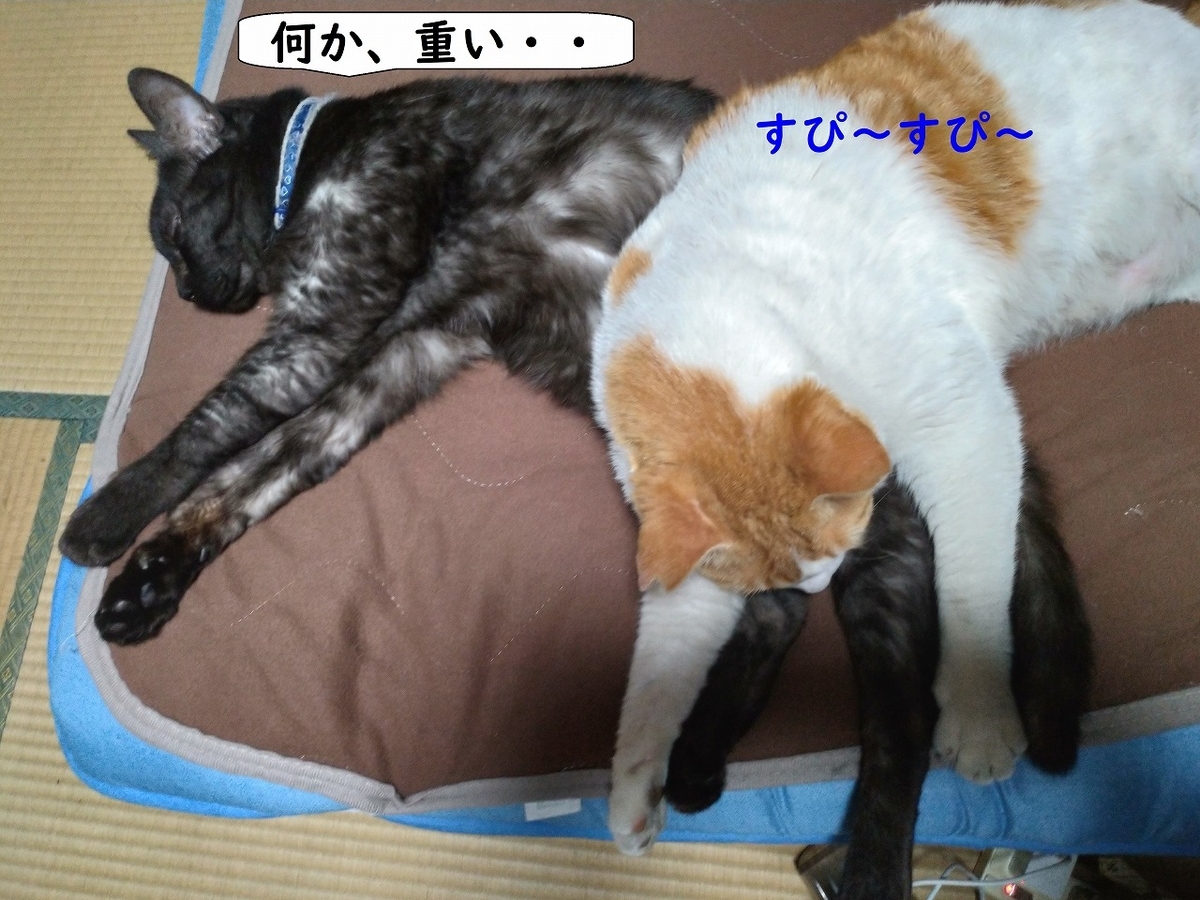 f:id:Harufuku:20190422171356j:plain f:id:Harufuku:20190422171356j:plain