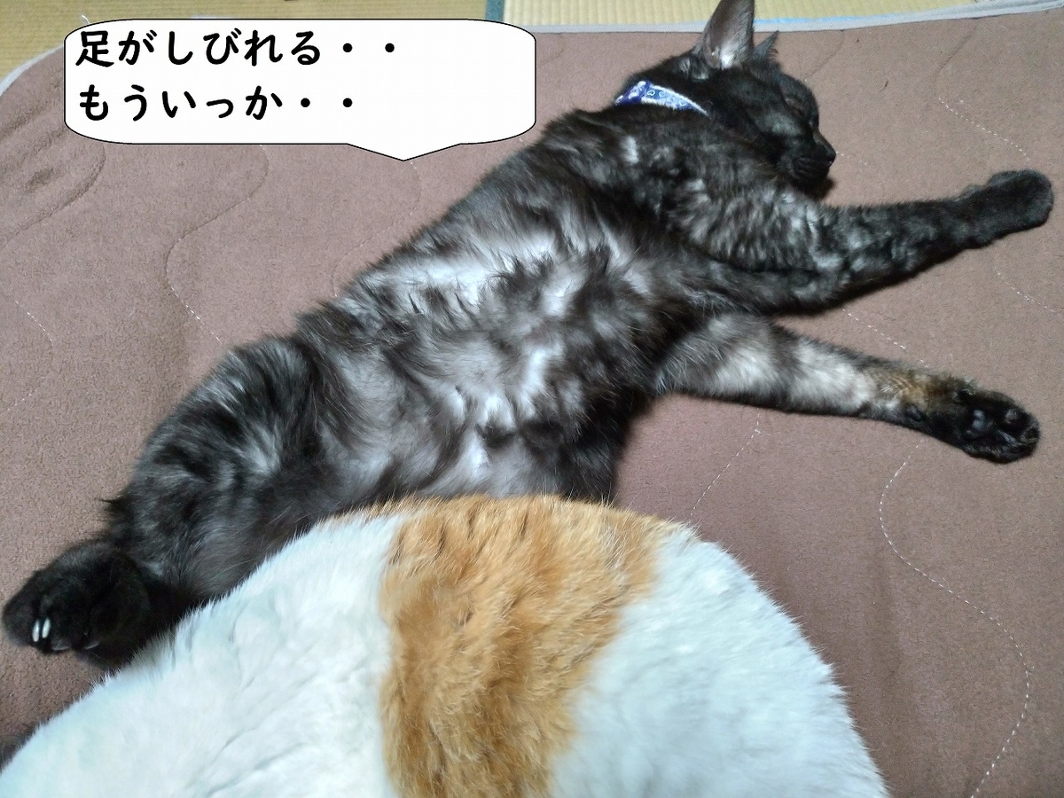 f:id:Harufuku:20190422171654j:plain f:id:Harufuku:20190422171654j:plain
