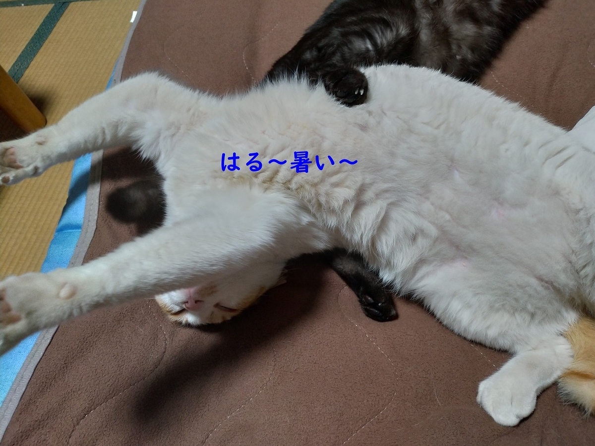 f:id:Harufuku:20190422171912j:plain f:id:Harufuku:20190422171912j:plain