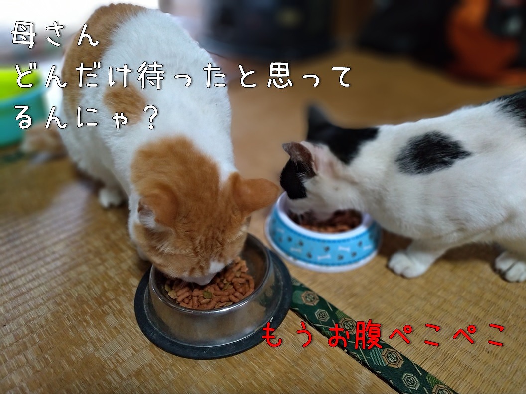 f:id:Harufuku:20190725090815j:plain
