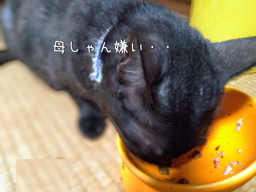 f:id:Harufuku:20190725090840j:plain