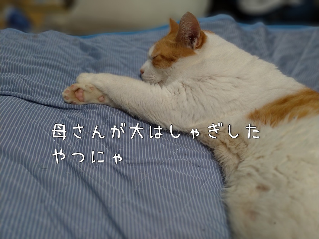 f:id:Harufuku:20190904111934j:plain