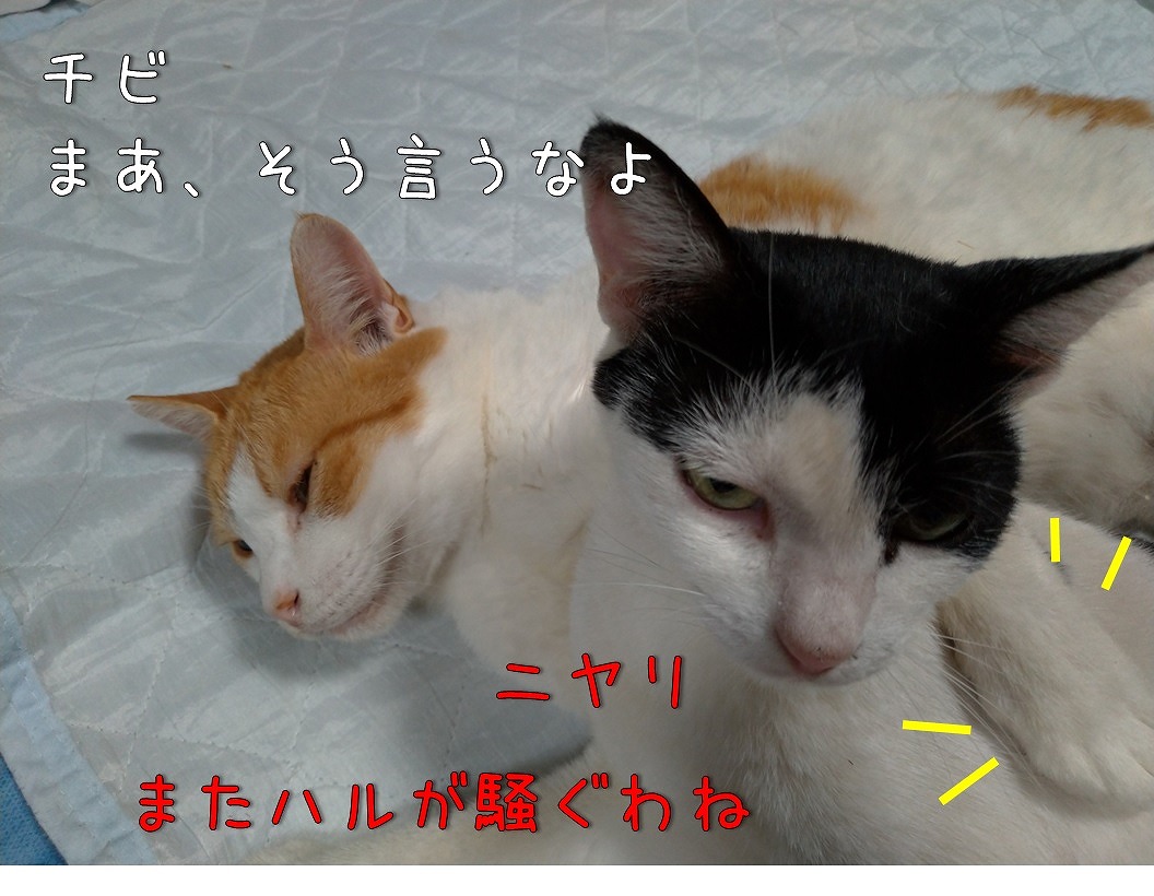 f:id:Harufuku:20190906092920j:plain