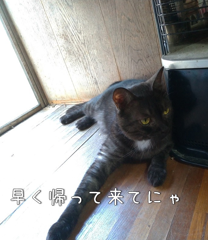 f:id:Harufuku:20190908114442j:plain