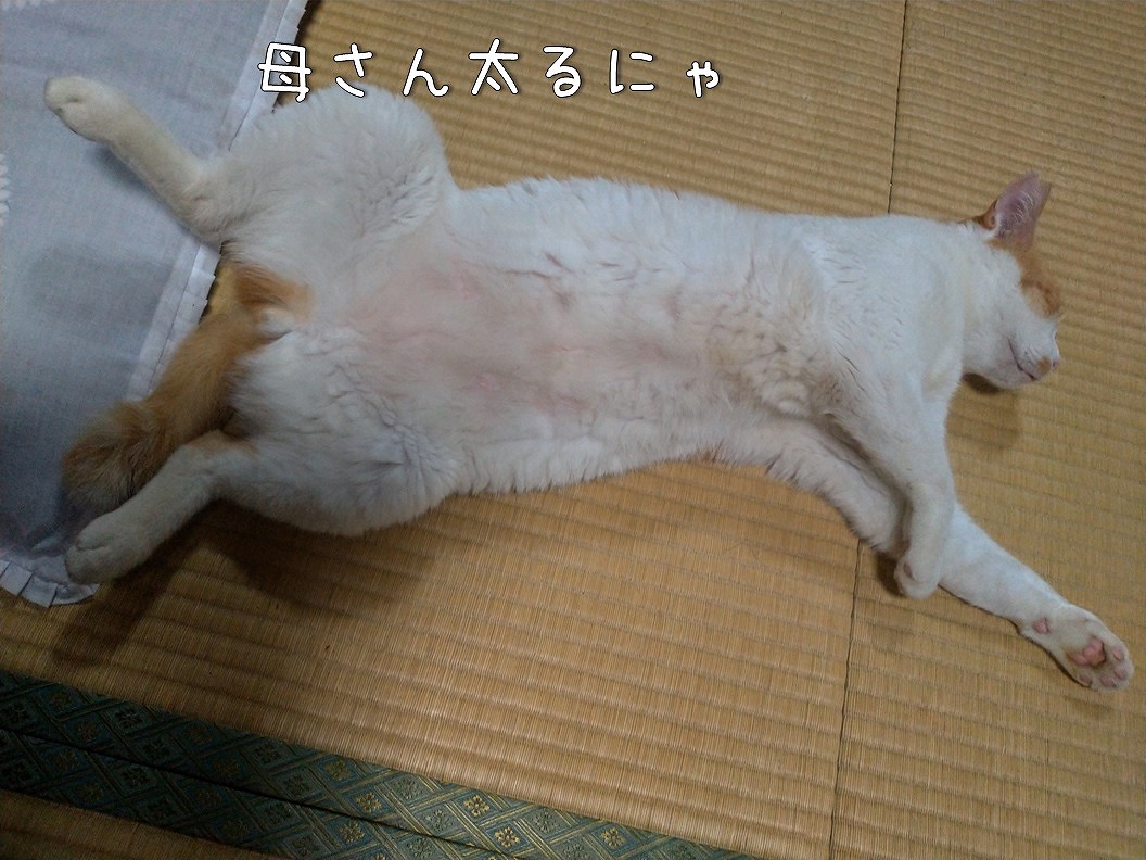 f:id:Harufuku:20190910101647j:plain