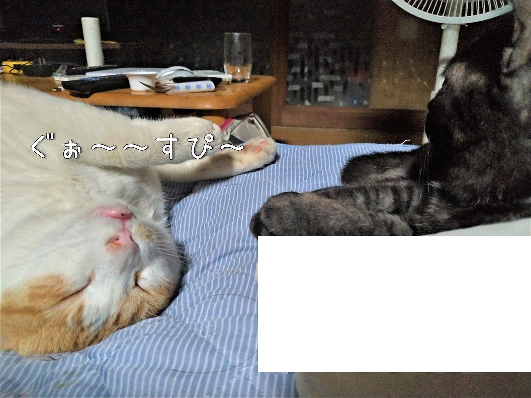f:id:Harufuku:20191018123018j:plain
