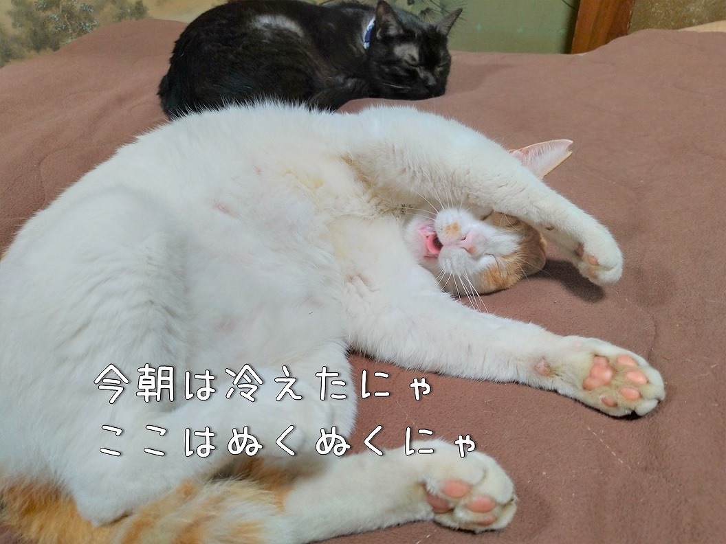 f:id:Harufuku:20191030134900j:plain