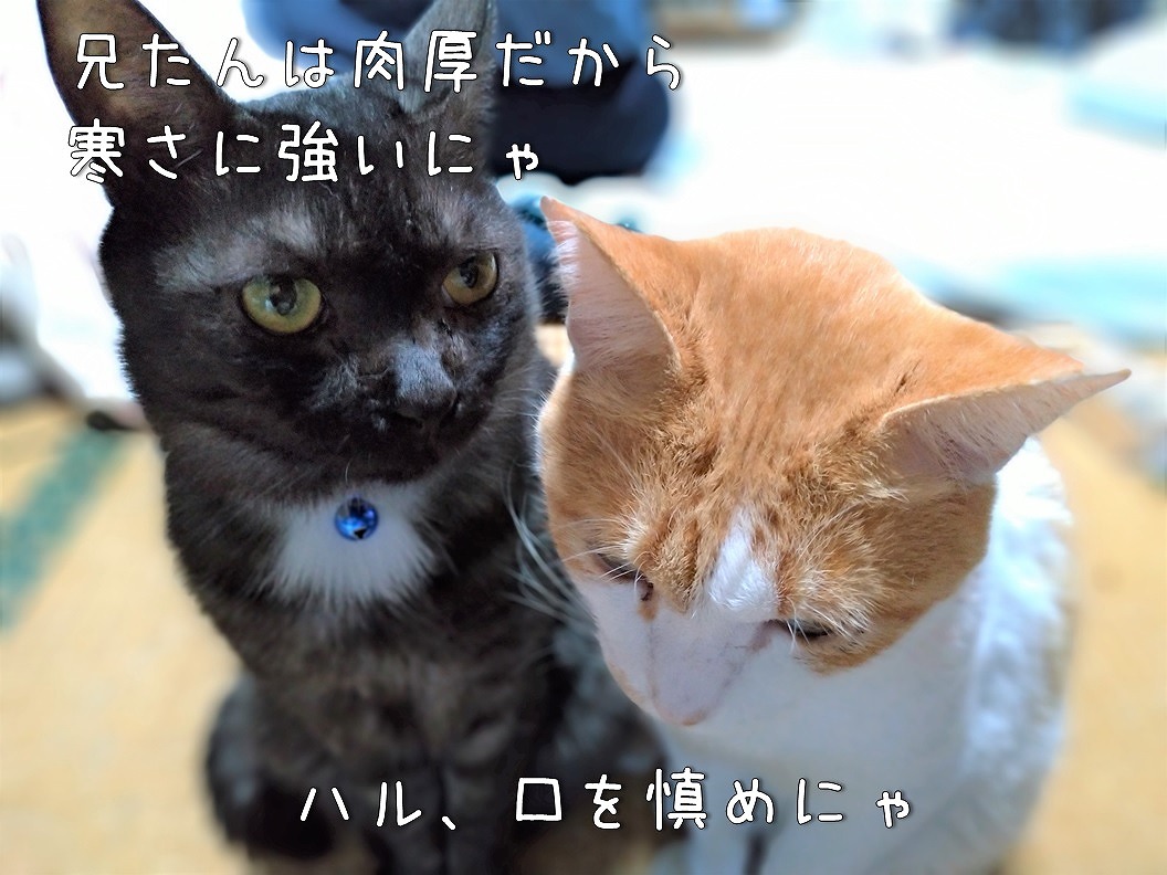 f:id:Harufuku:20191105115453j:plain
