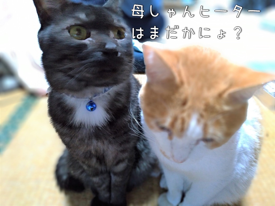 f:id:Harufuku:20191105115543j:plain