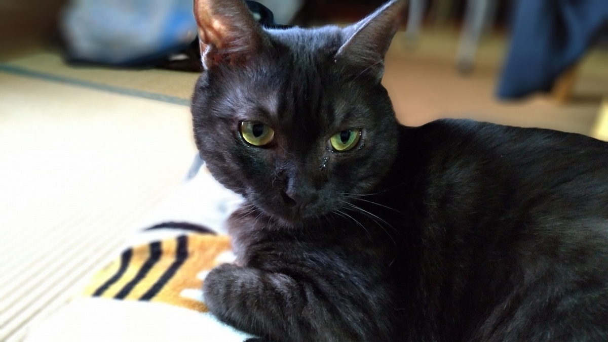 f:id:Harufuku:20191106140651j:plain