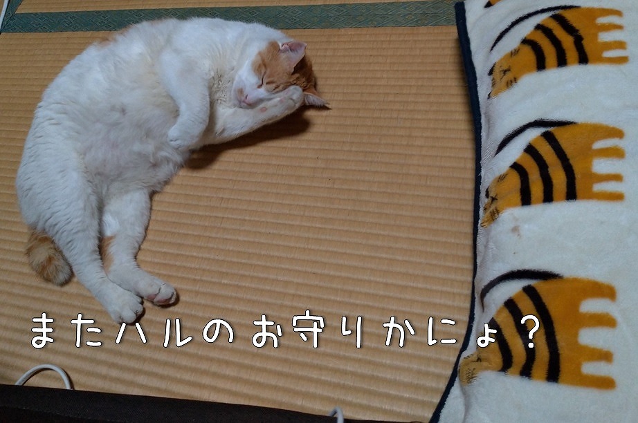f:id:Harufuku:20191108173205j:plain