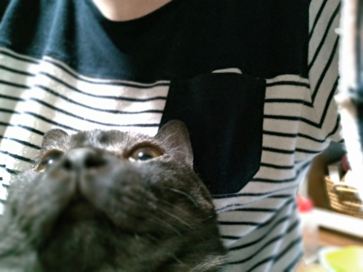 f:id:Harufuku:20191118120436j:plain