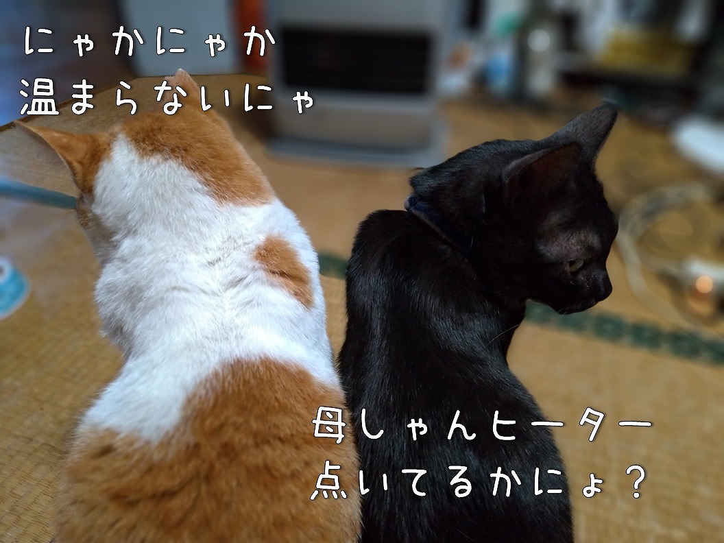 f:id:Harufuku:20191120122832j:plain f:id:Harufuku:20191120122832j:plain