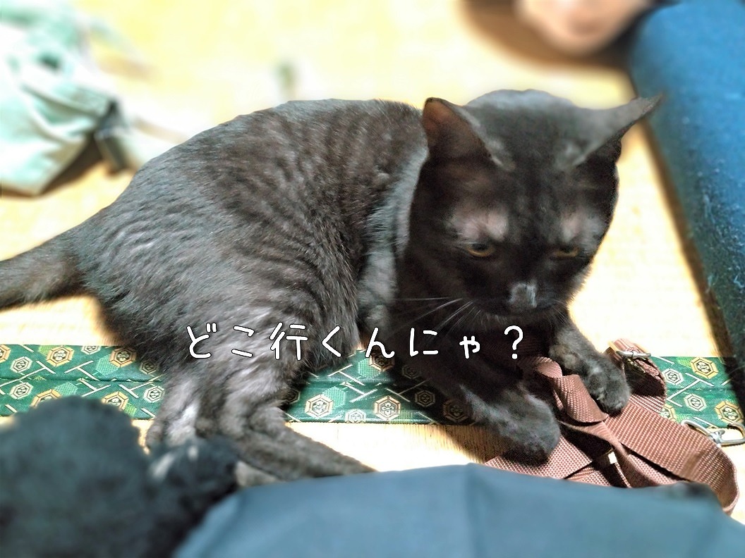 f:id:Harufuku:20191123214235j:plain