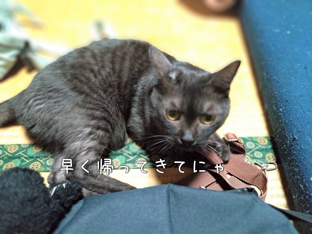f:id:Harufuku:20191123214329j:plain