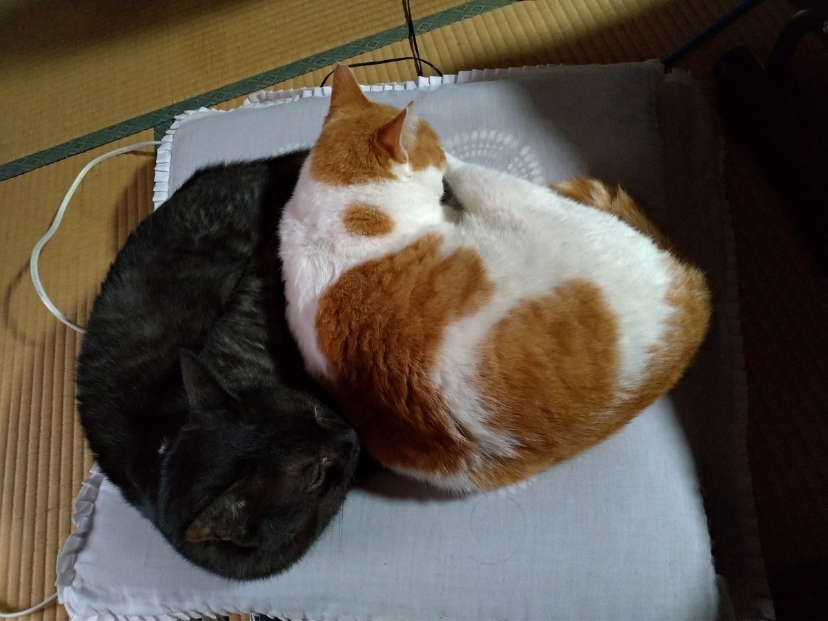 f:id:Harufuku:20191128124136j:plain f:id:Harufuku:20191128124136j:plain
