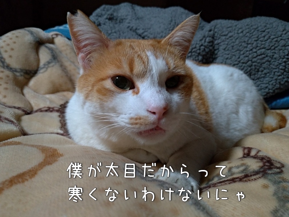 f:id:Harufuku:20191203120527j:plain