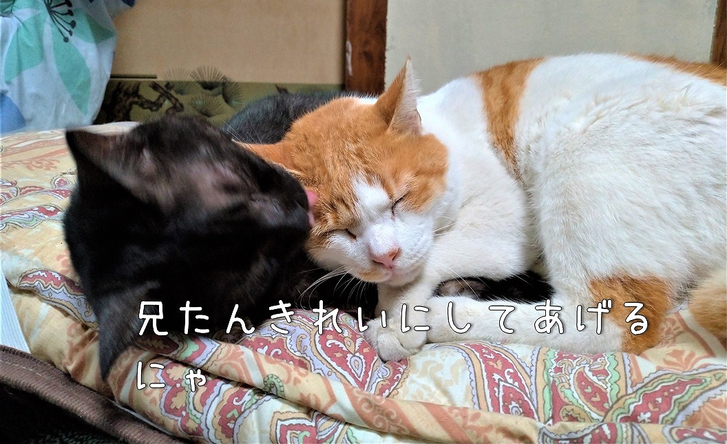 f:id:Harufuku:20191216153807j:plain f:id:Harufuku:20191216153807j:plain