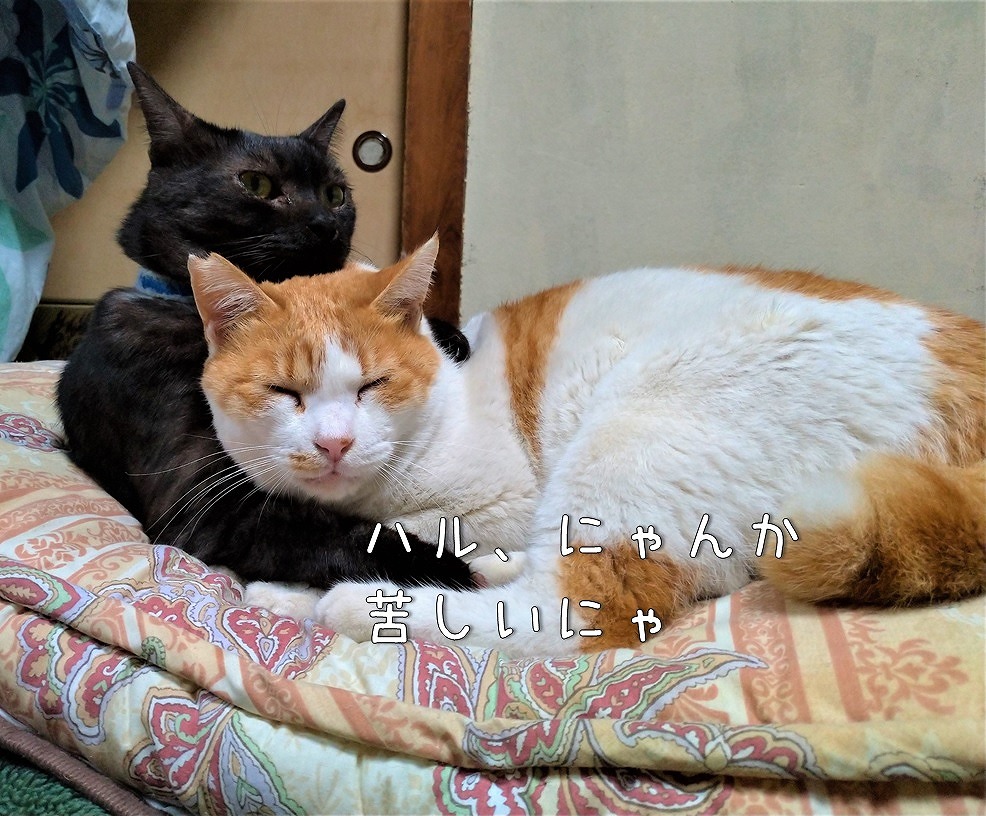 f:id:Harufuku:20191216153850j:plain f:id:Harufuku:20191216153850j:plain