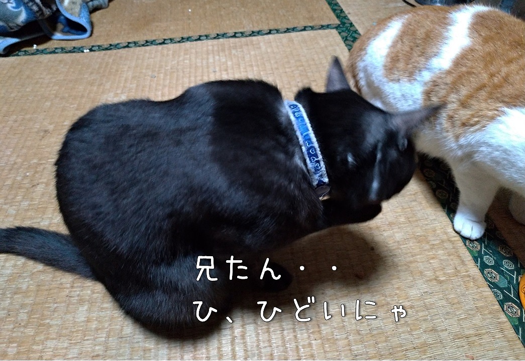 f:id:Harufuku:20191217114246j:plain f:id:Harufuku:20191217114246j:plain