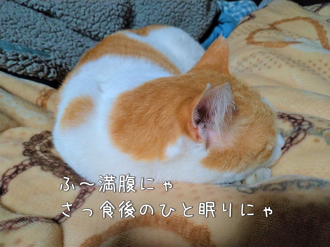 f:id:Harufuku:20191217114434j:plain f:id:Harufuku:20191217114434j:plain