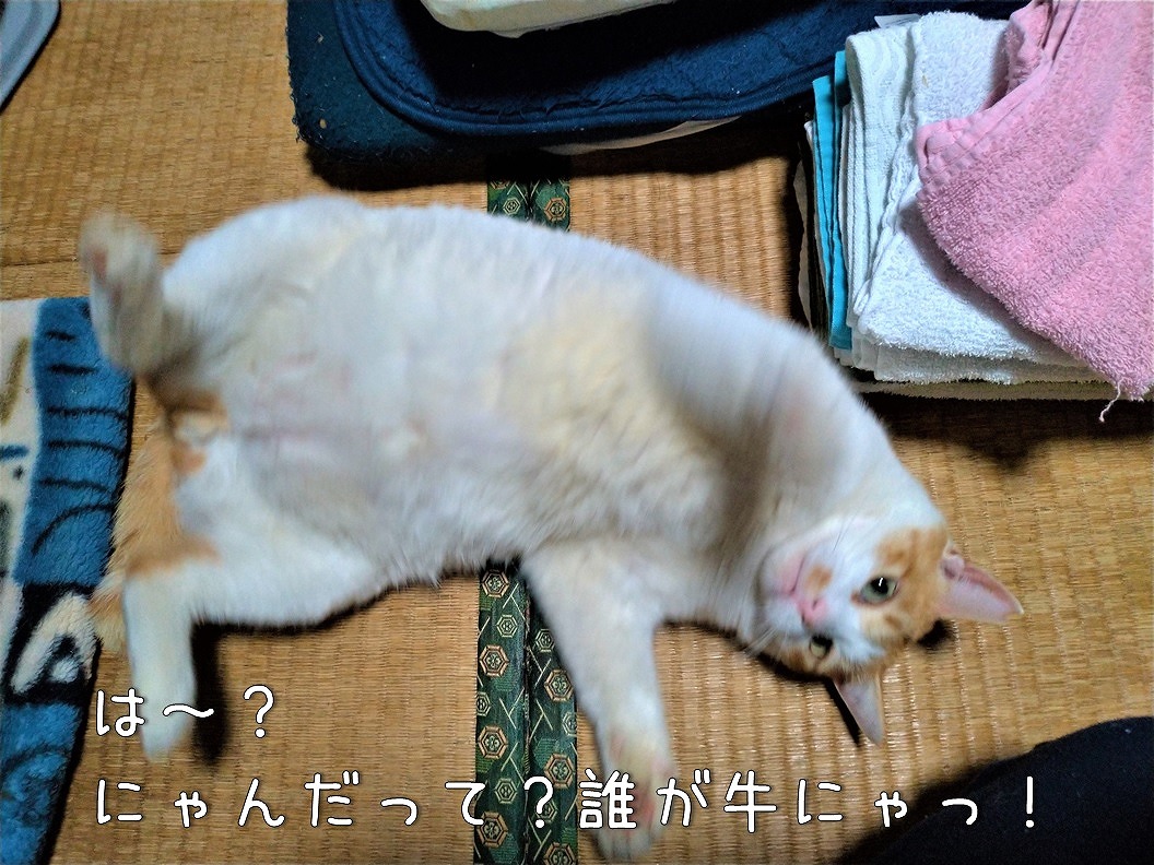 f:id:Harufuku:20191219172535j:plain