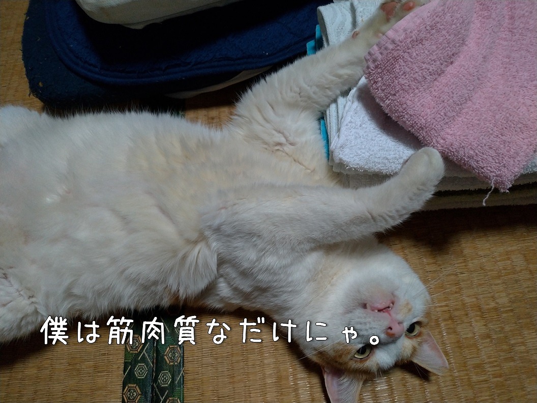 f:id:Harufuku:20191219172559j:plain
