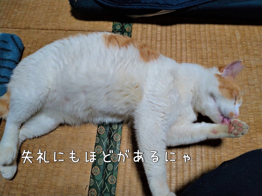 f:id:Harufuku:20191219172629j:plain