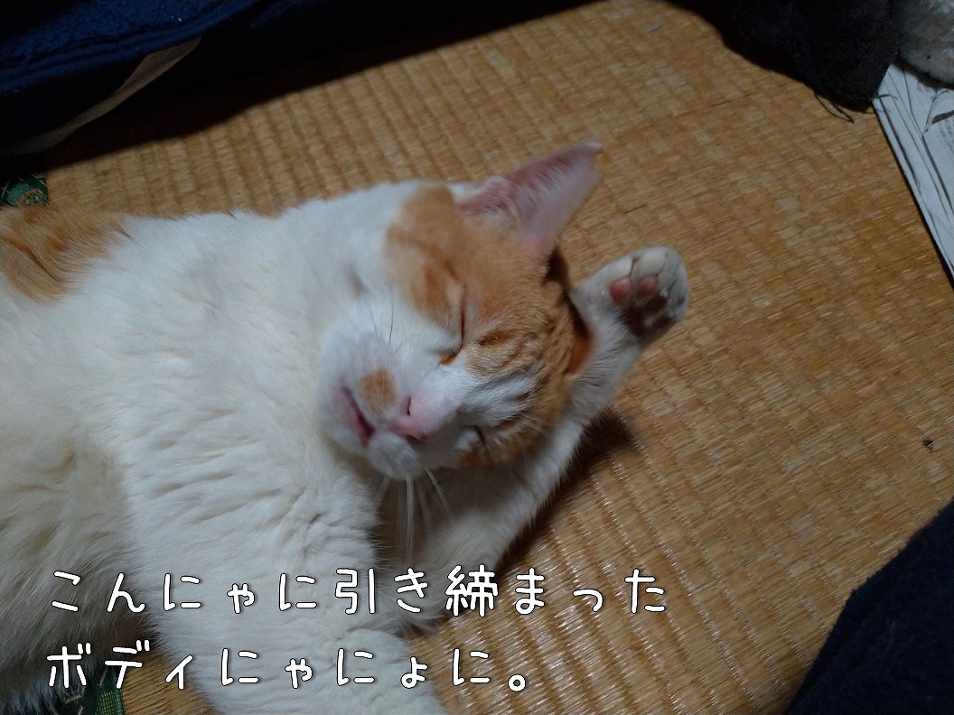 f:id:Harufuku:20191219172714j:plain