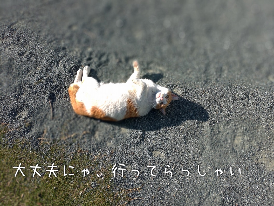 f:id:Harufuku:20191220142218j:plain f:id:Harufuku:20191220142218j:plain