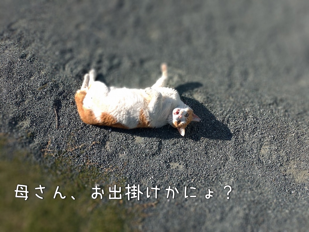 f:id:Harufuku:20191220142302j:plain f:id:Harufuku:20191220142302j:plain