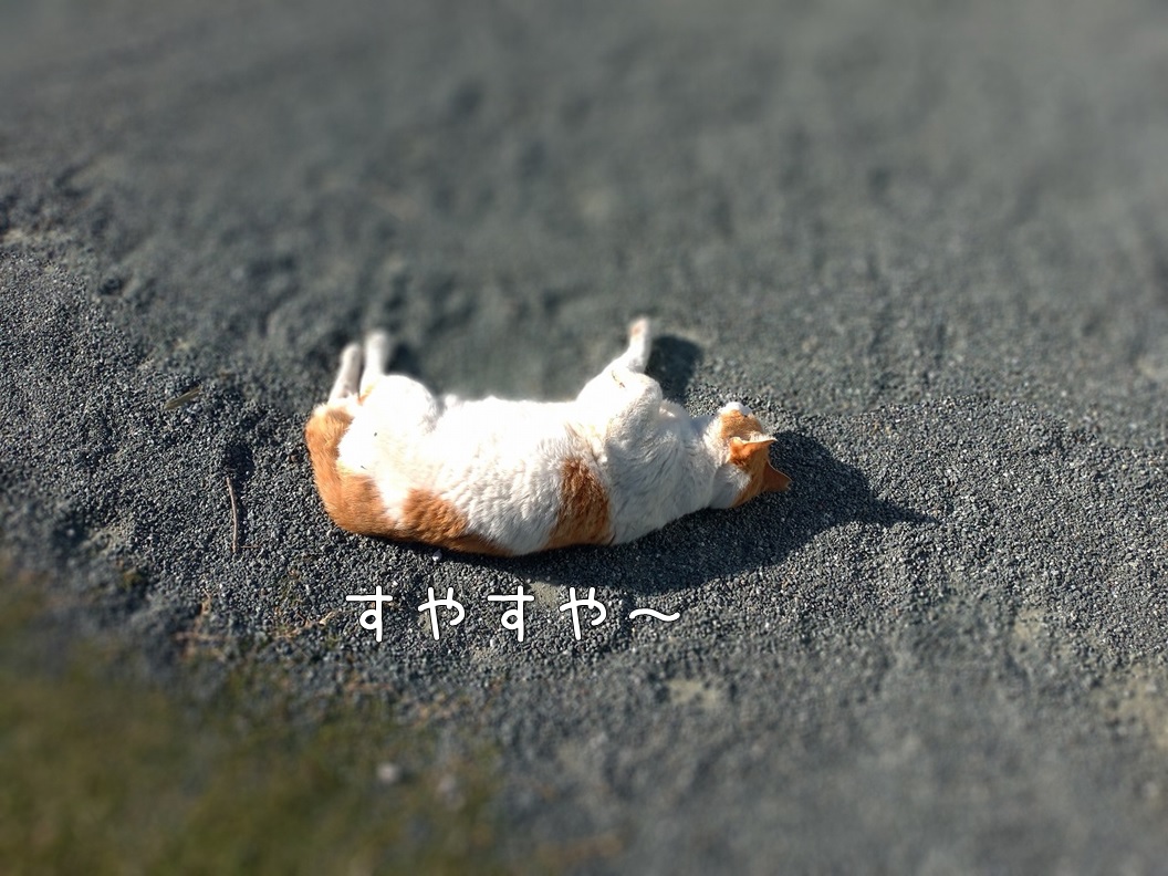 f:id:Harufuku:20191220142431j:plain f:id:Harufuku:20191220142431j:plain