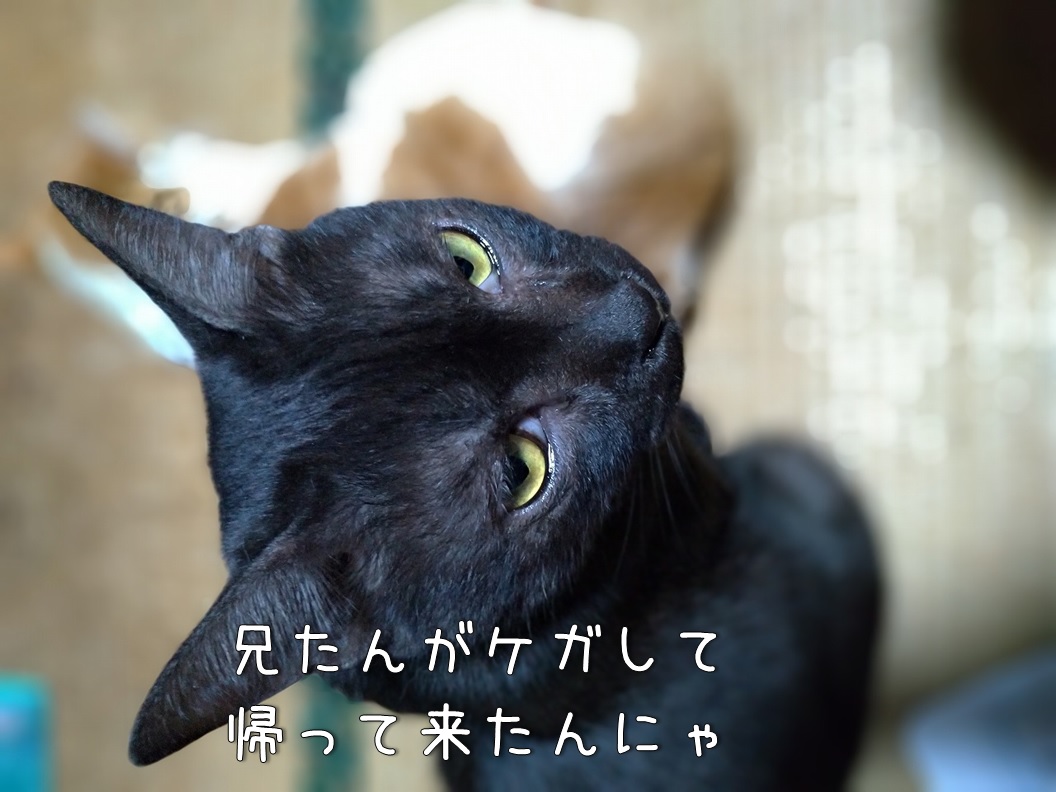 f:id:Harufuku:20191220142513j:plain f:id:Harufuku:20191220142513j:plain