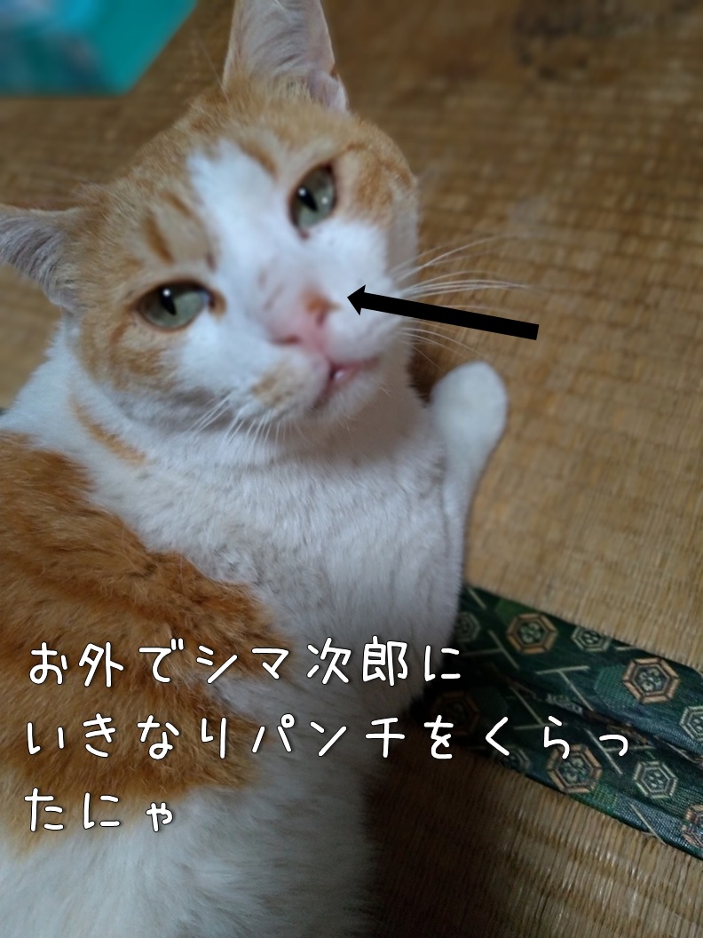 f:id:Harufuku:20191220142604j:plain f:id:Harufuku:20191220142604j:plain