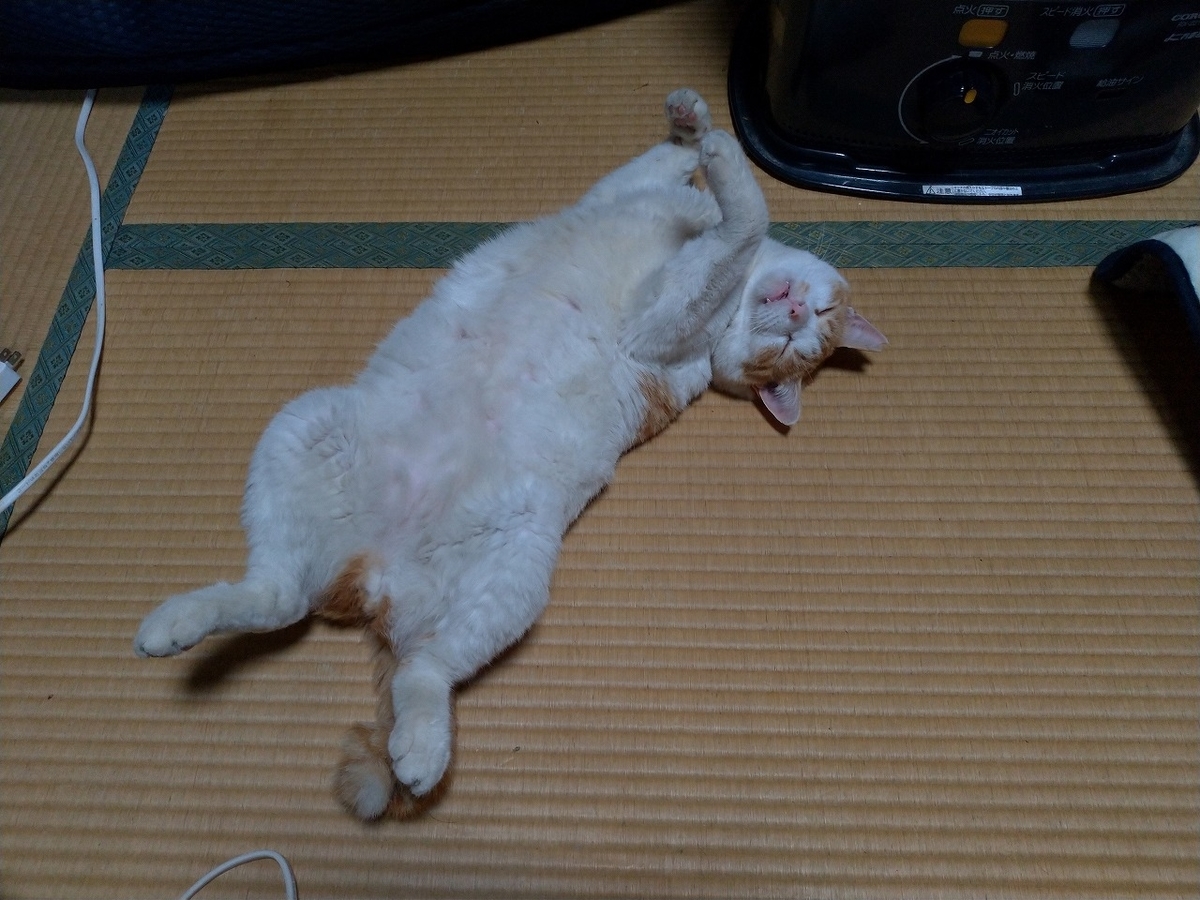 f:id:Harufuku:20200101153608j:plain