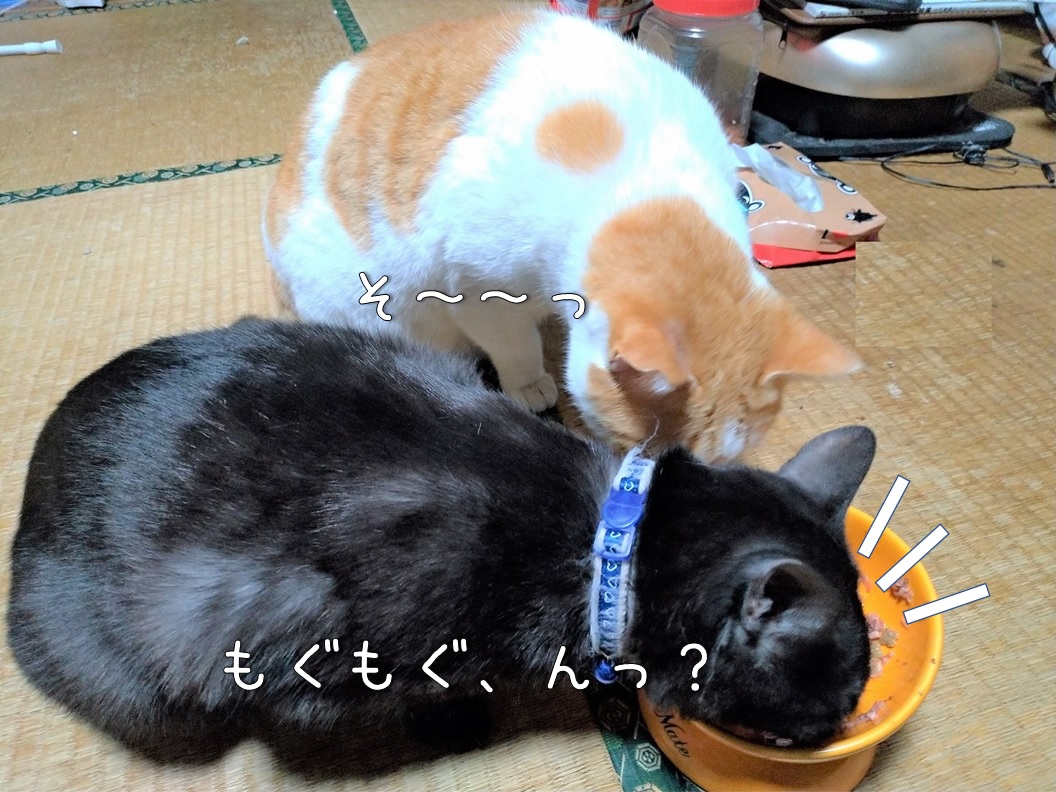 f:id:Harufuku:20200106142911j:plain