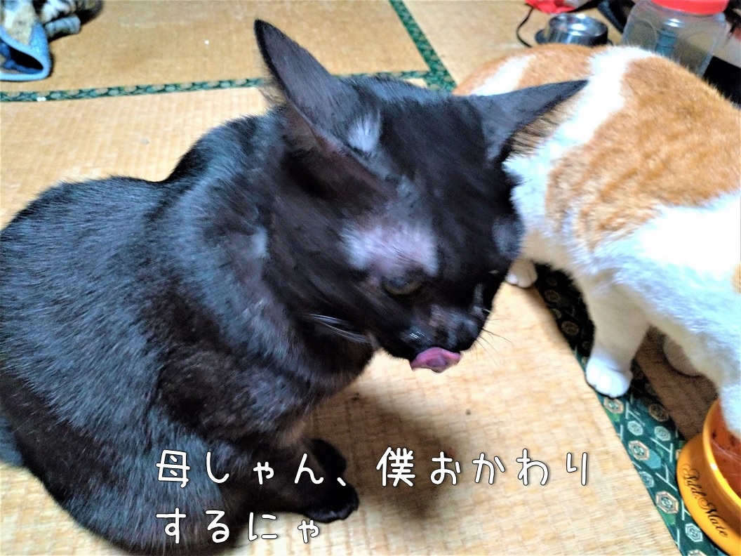 f:id:Harufuku:20200106143119j:plain