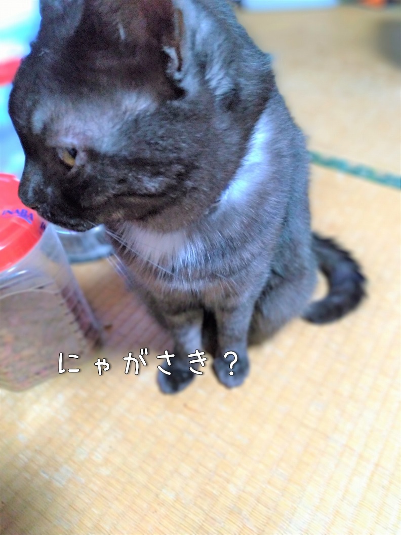 f:id:Harufuku:20200120131244j:plain f:id:Harufuku:20200120131244j:plain