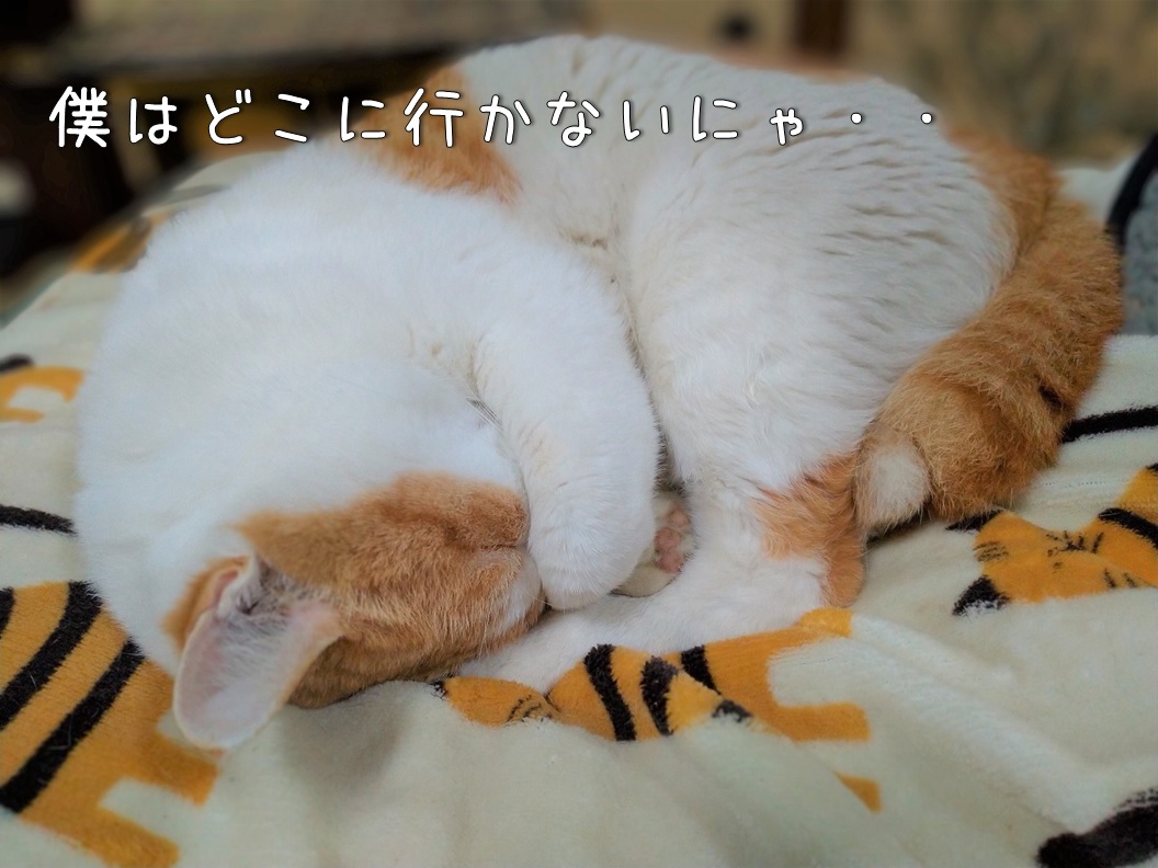 f:id:Harufuku:20200120131441j:plain f:id:Harufuku:20200120131441j:plain