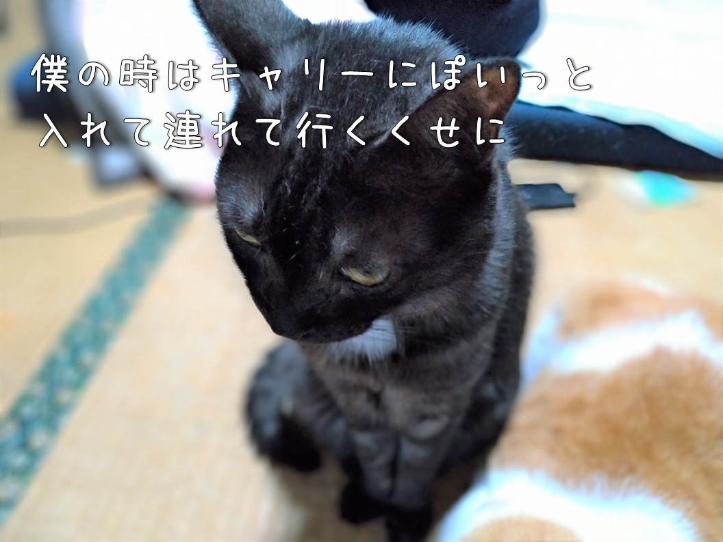 f:id:Harufuku:20200120131509j:plain f:id:Harufuku:20200120131509j:plain