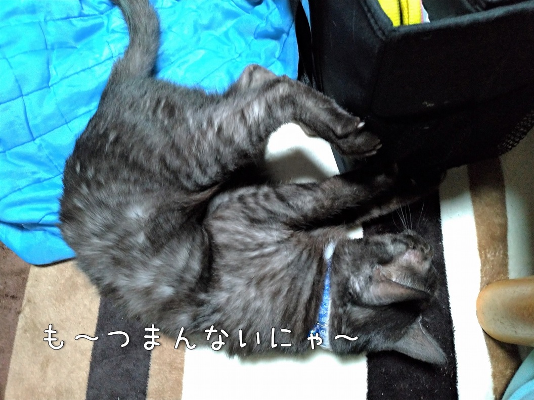 f:id:Harufuku:20200123153013j:plain